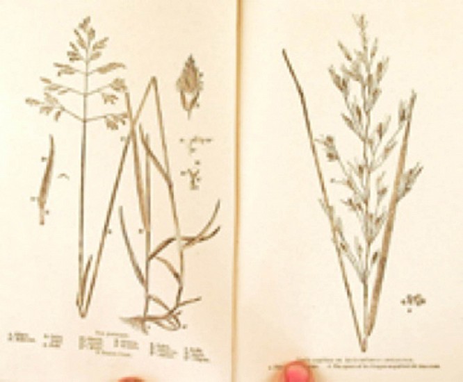 James Buckman, The natural history of British meadow and pasture grasses, with an account of their economy and agricultural indications.
1858