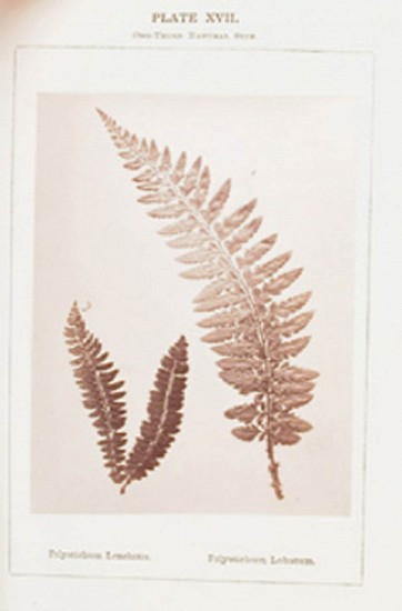 Sy. C., Ferns of the British Isles Desribed and Photographed.
1877