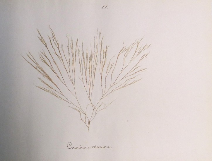 UNKNOWN, Album de plantes marines
c 1840s
