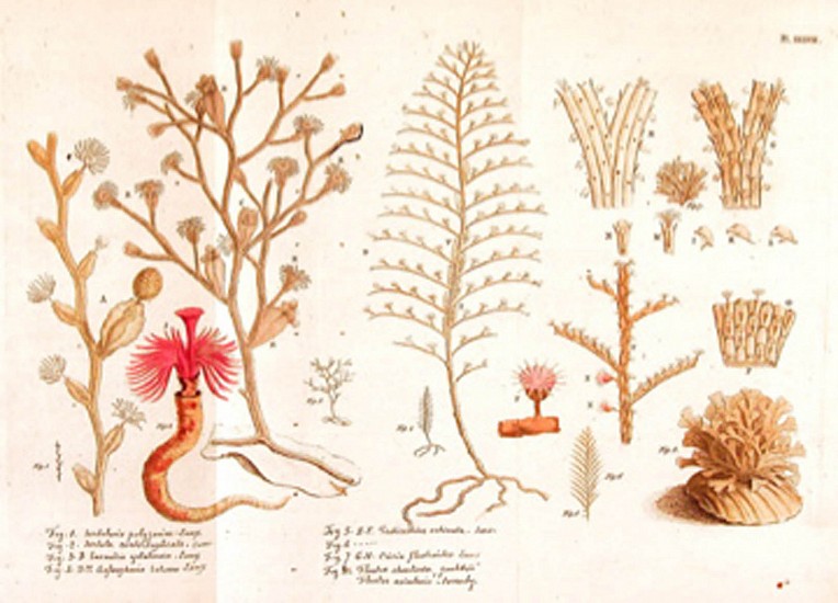 Jean Ellis, Essai sur l'histoire naturelle des corallines et dáutres productions marines du mÁªme genre, quón trouve communement sur les cotes de la Grande-Bretagne et dÁrlande;”¦
1756