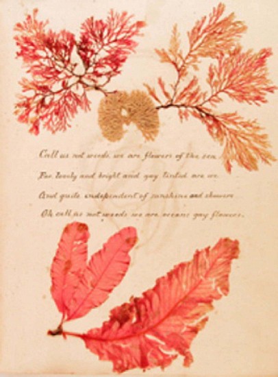 Emily Charley, An Album of British seaweed specimens
1856-1882
