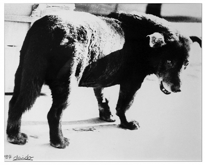 Daido Moriyama, Stray Dog
1984