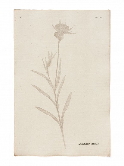 David Heinrich Hoppe, Ectypa plantarum Ratisbonensium, oder Abdrücke derjenigen Pflanzen, welche um Regensburg wild wachsen.- Regensburg, J. Mayr, 1787-1789.
1787