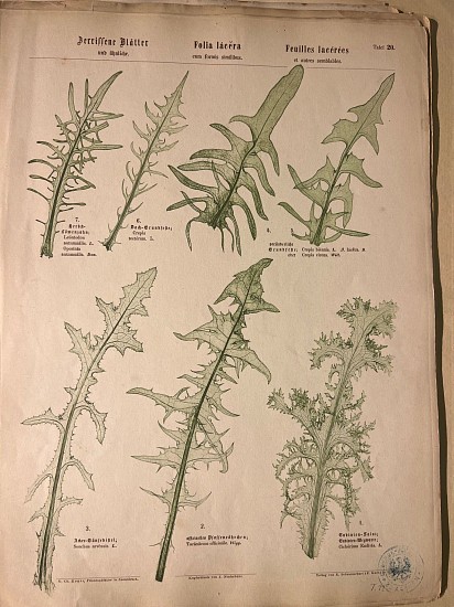 G. Ch. Reuss, Pflanzenblätter in Naturdruck mit der botanischen Kunstsprache für die Blattform gesammelt, auf Metall übertragen und herausgegeben.
1872