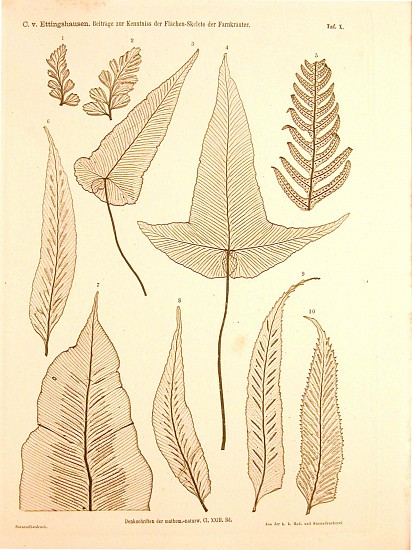 Constantin von Ettingshausen, Beiträge zur Kenntniss der Flächen-Skelete der Farnkräuter. Contributions to the knowledge of the surface skeletons of ferns.
1864