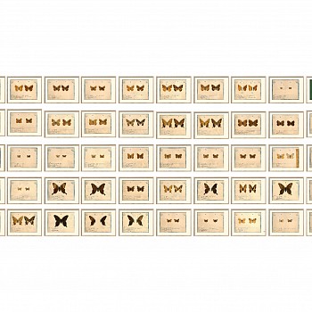 wall of butterflies copy