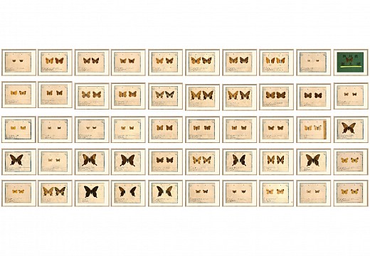 wall of butterflies copy