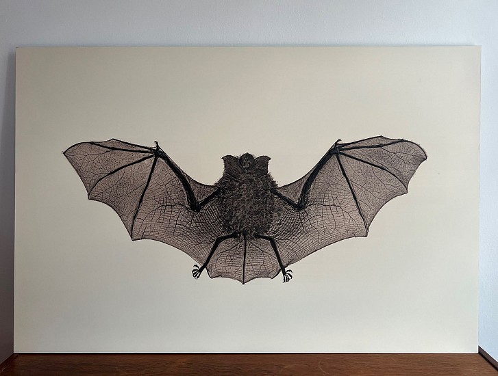 Alois Auer, Bat
2026